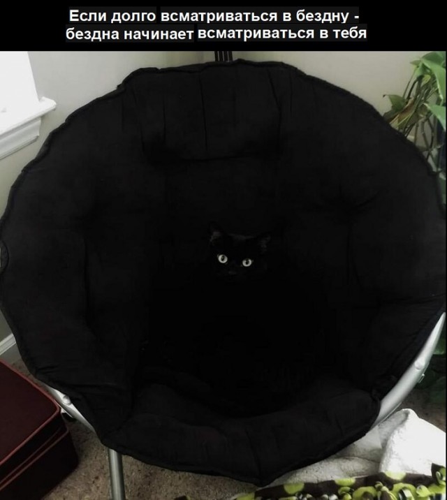 Картинки с надписями и котами