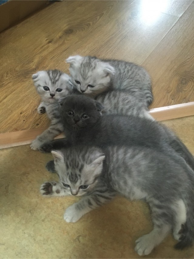 Вторник-кото