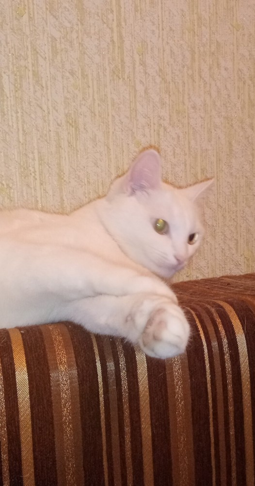 Мои личные котейки к котовторнику!