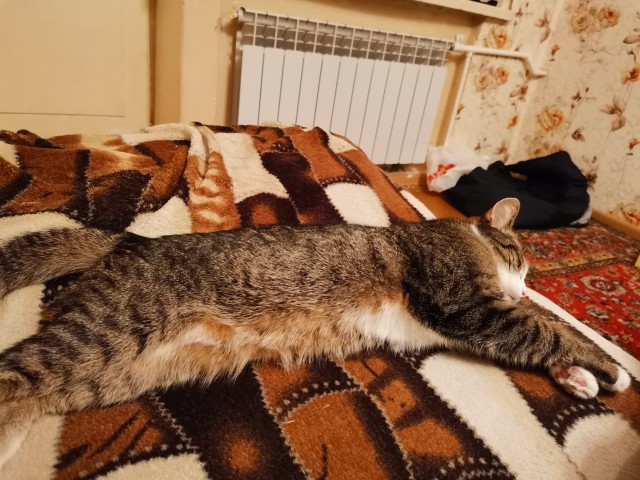 Кошкин дом