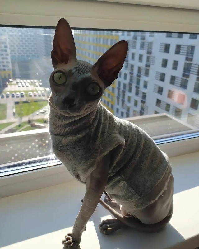 Котовторник