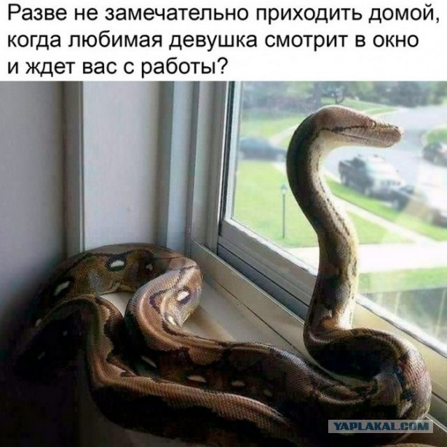 Утренняя подборка картинок и мемов - 4