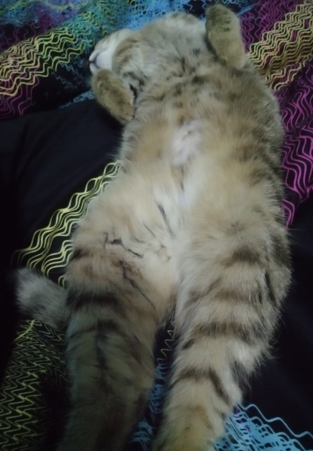 Долой политику, ура котикам!
