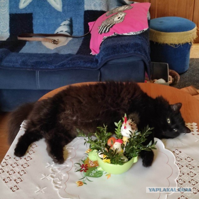 Котознатоки и котолюбители, созываю совет