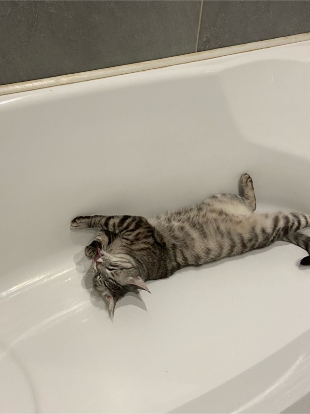 Ну, поехали в котоввторник!