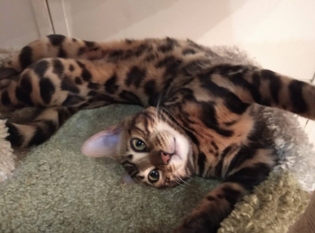 Котовторник