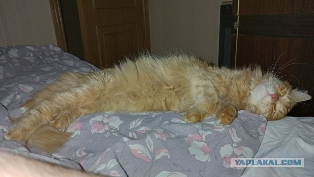 А это мой котан к котовторнику
