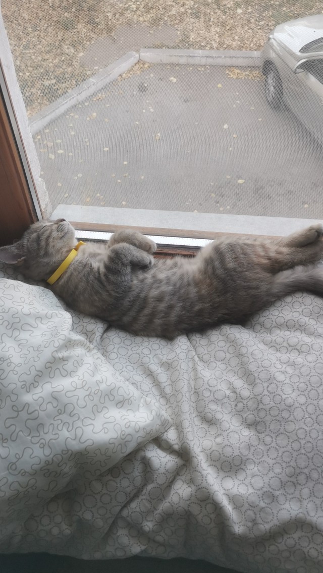 Ура! Котовторник.