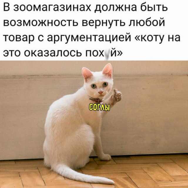 Весёлый полтишок 15.07.22