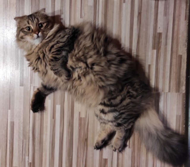Наша коша