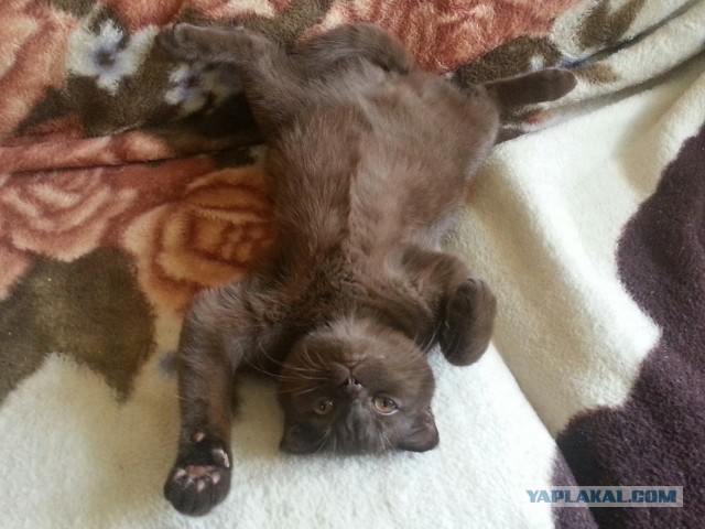 Коточетверг!