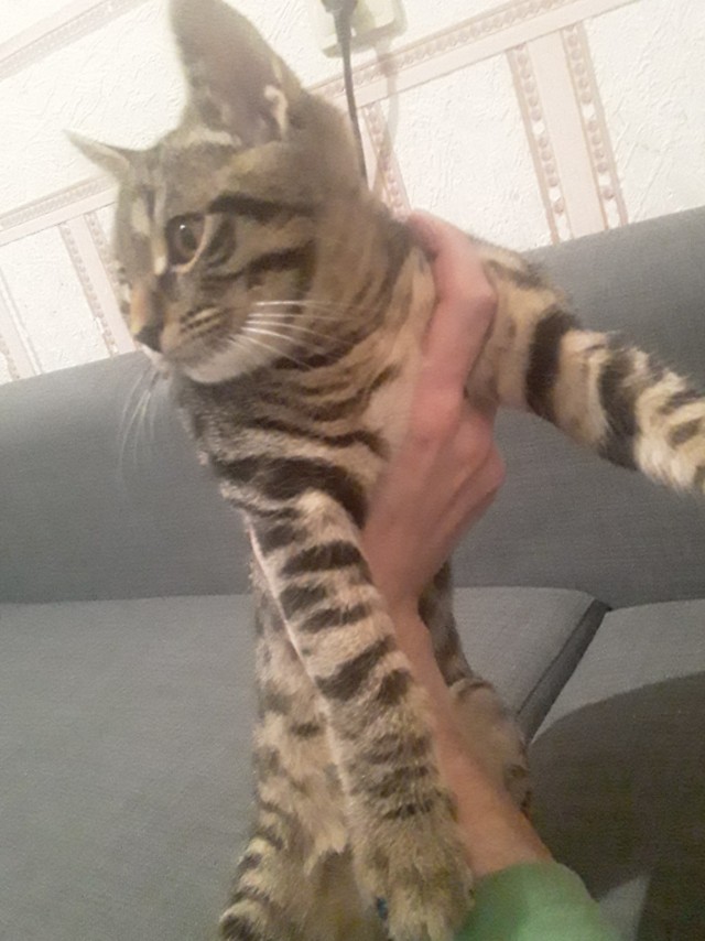 Котик Маркиз