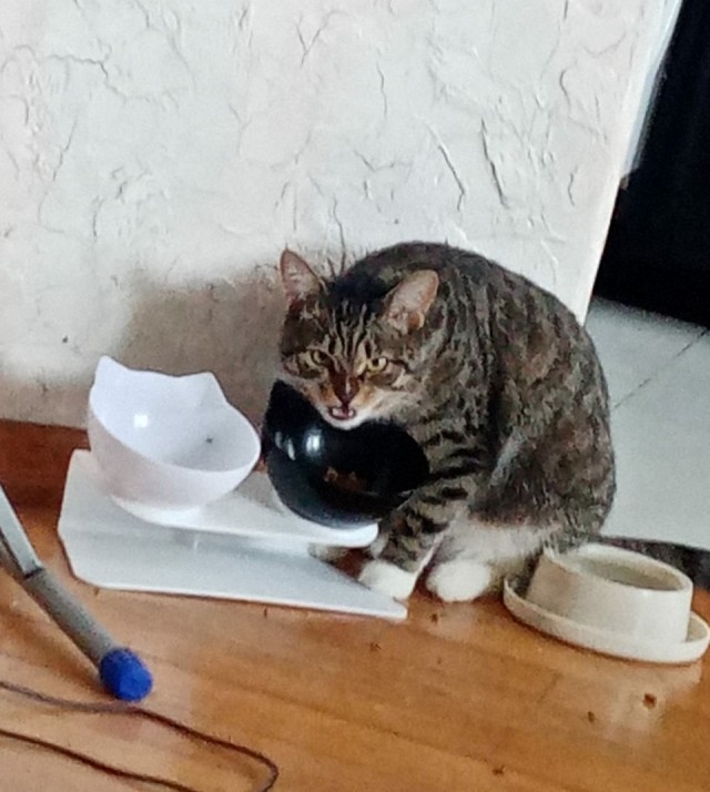 Котовторнику посвящается!