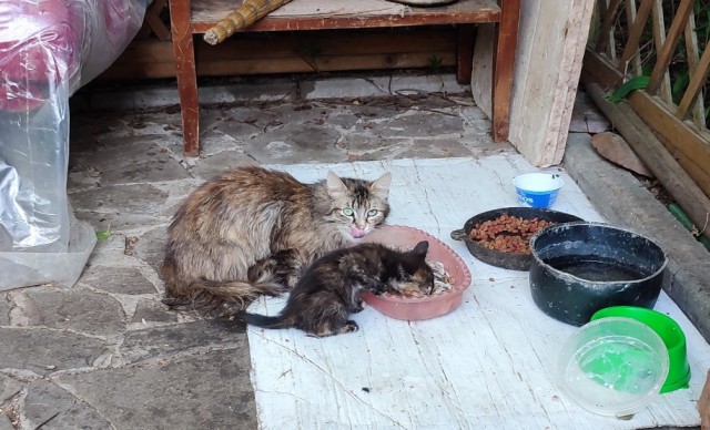 Кошаки на даче