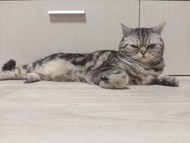 Котопожатность
