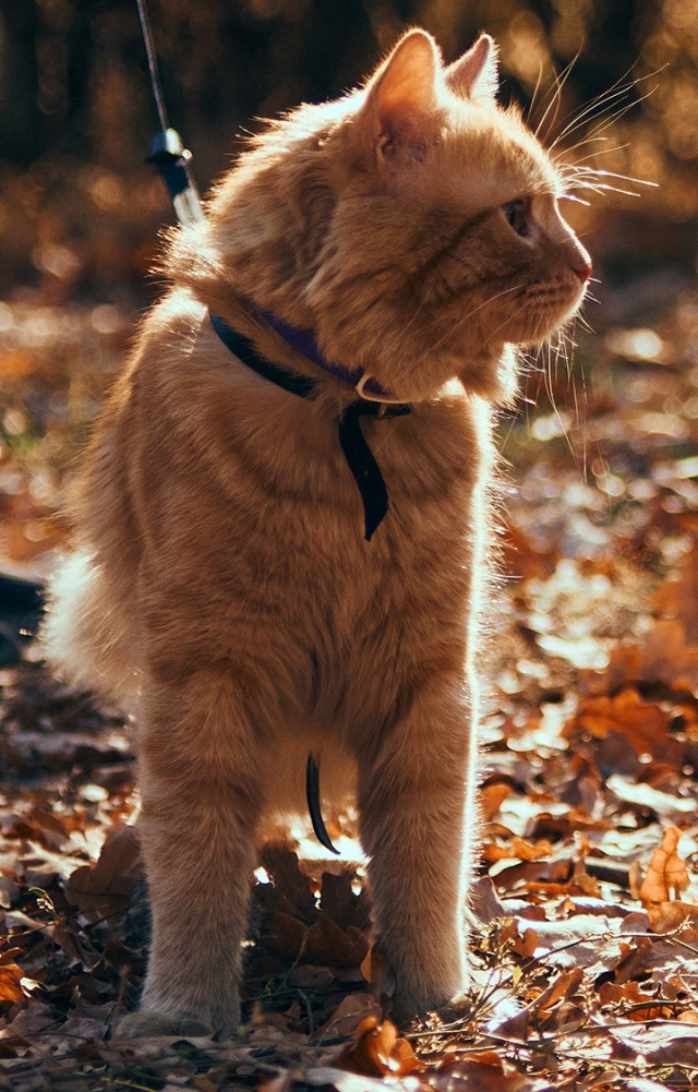 Кот и его сын