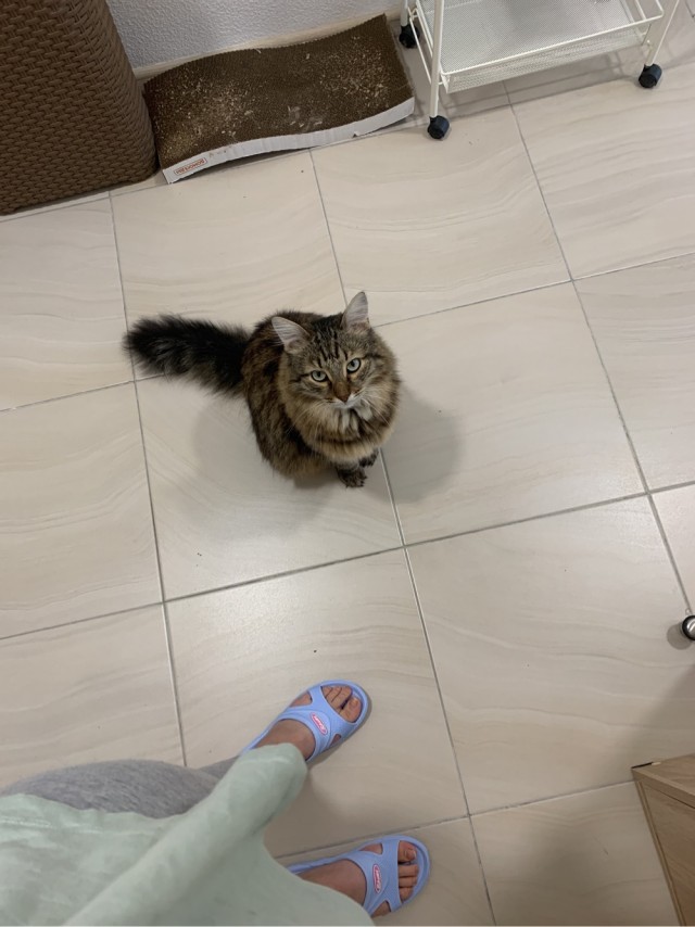 Подбирайте дворовых котят, из них получаются самые благодарные кошки