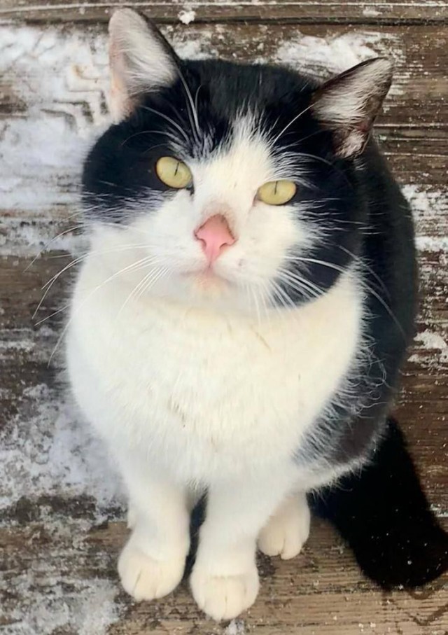 В Подмосковье спасли кота, застрявшего на верхушке колокольни храма