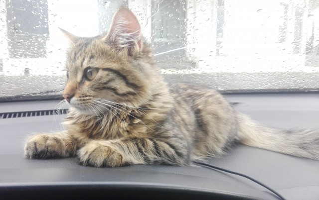 Всем кота за мой счёт. Я настаиваю