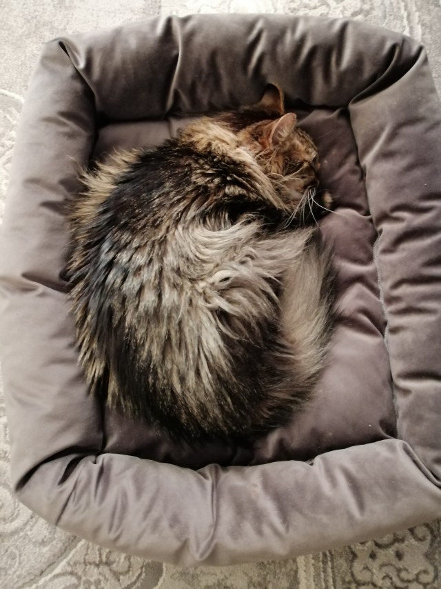 Кот дня