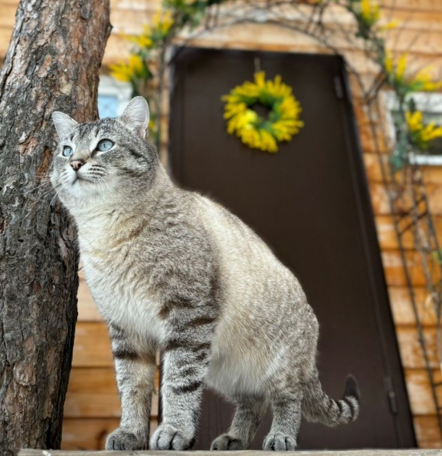 Всех с котовторником