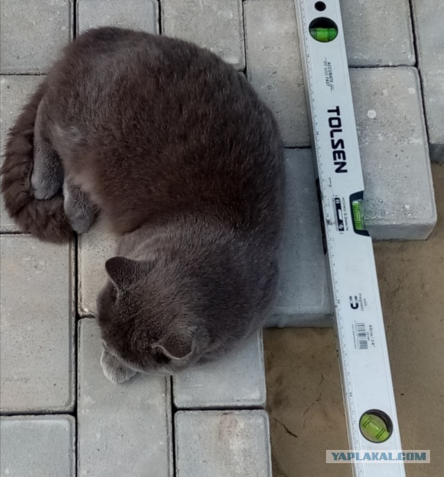 К котовторнику. Пришел жить