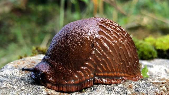 Пока Прибалтика готовится к войне с Россией, ее атакуют гигантские слизни