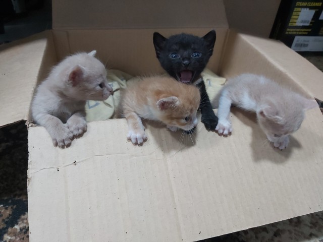 Принимайте в ряды которабов