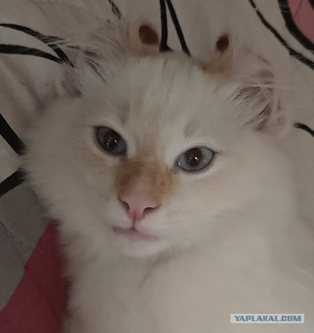 Чёрный котовторник