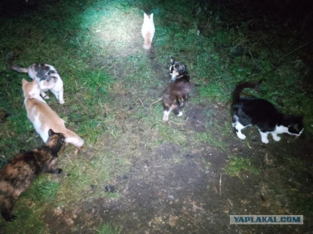 Жизнь домашнего приюта для котеек 565