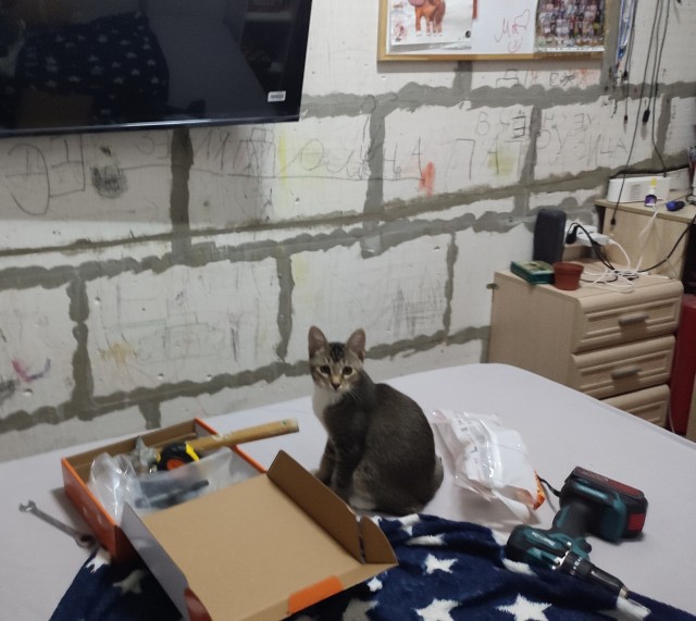 Нужен совет новому кошатнику!