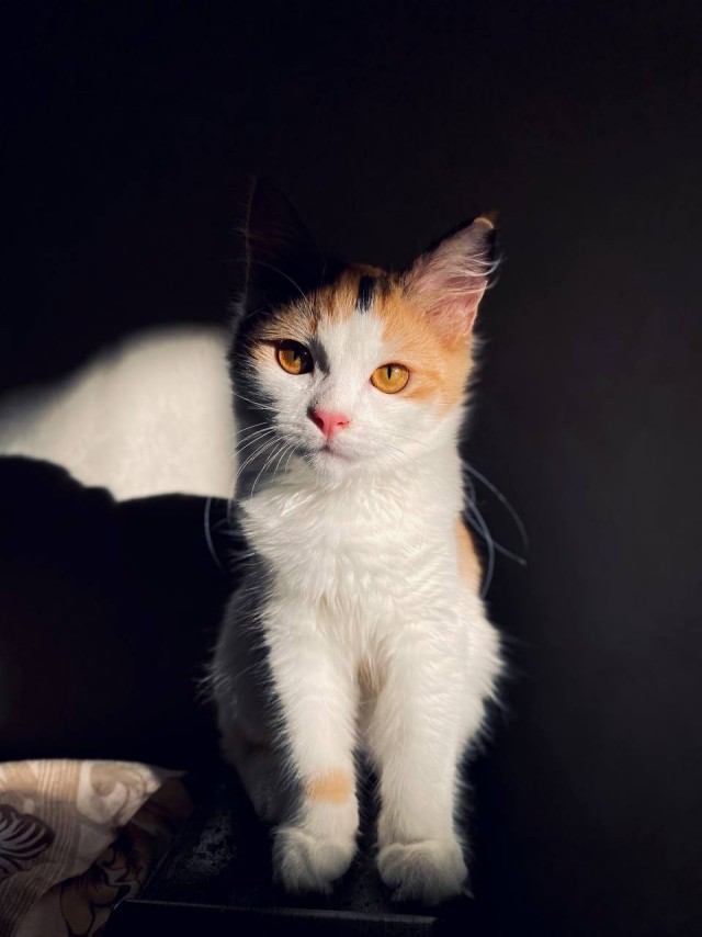 А котовторник уже пришёл?