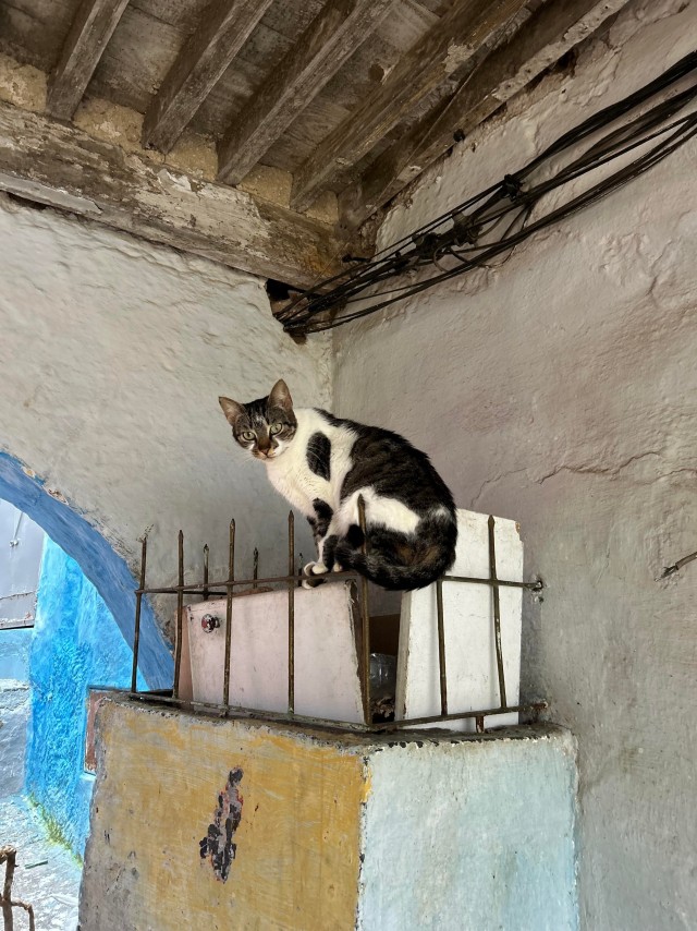 Уличные кошки Марокко