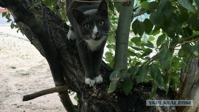 Просто одно котэ