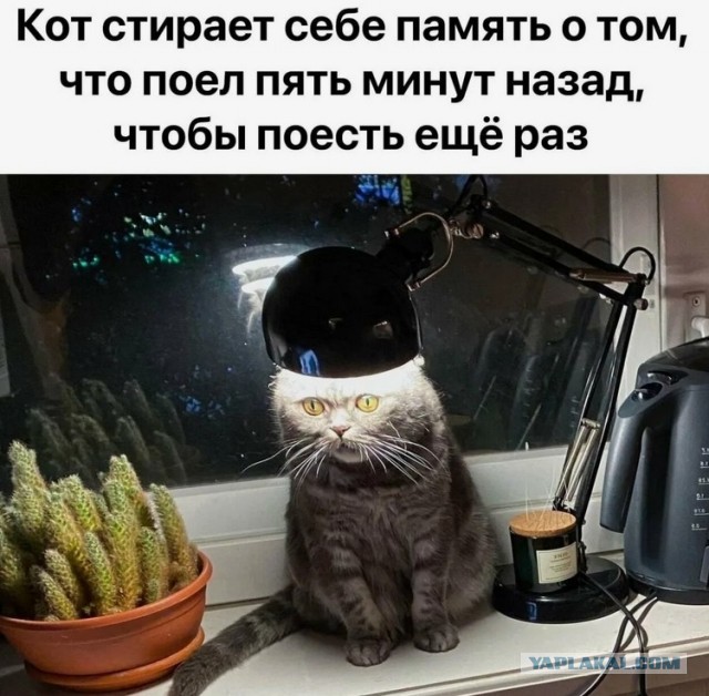 Не верь коту! Он ел!