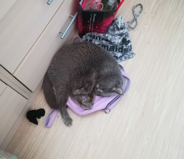Кошка Яна 19 лет
