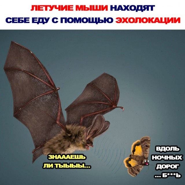 Картинки для деградации 229 (разной степени свежести)