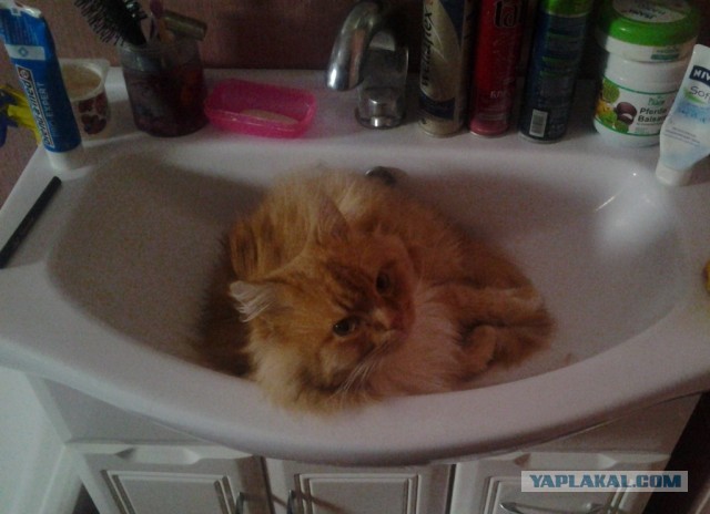 Котовторник  30.07.2013