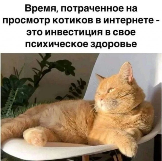 Завтра же котовторник