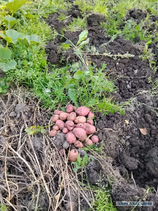 А у меня картофан