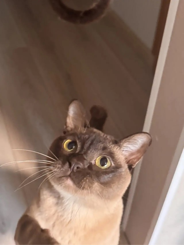 Котовторник