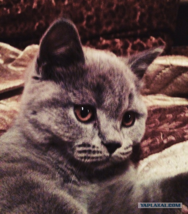 Котовторник 04.03.2014