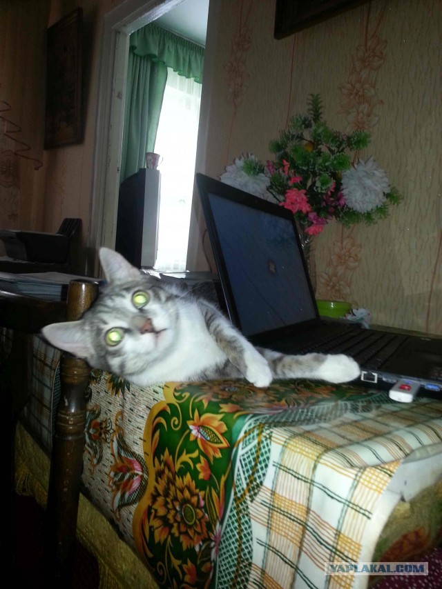 С Котовторником!
