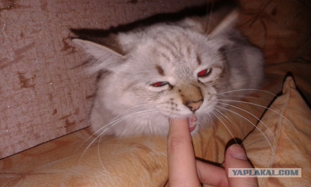 Котовторник 27.5.2014