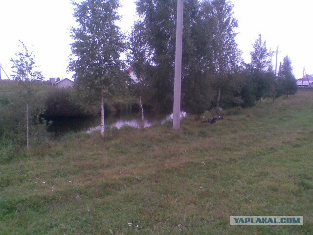 Мои грибочки...