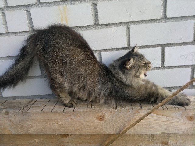 Котовторник 09.09.2014
