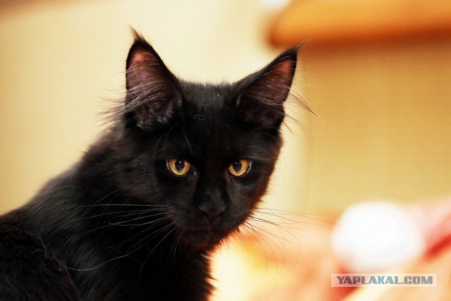 Котовторник 2.12.14