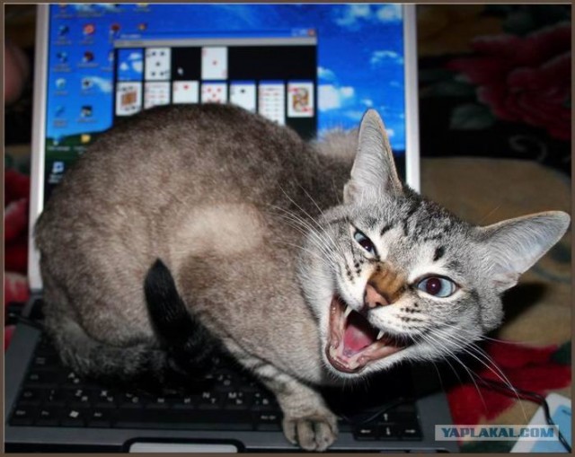 Кот отнял...