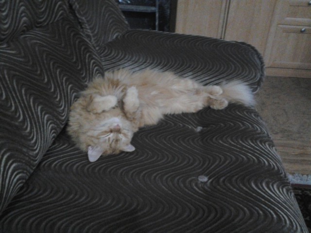 Котовторник