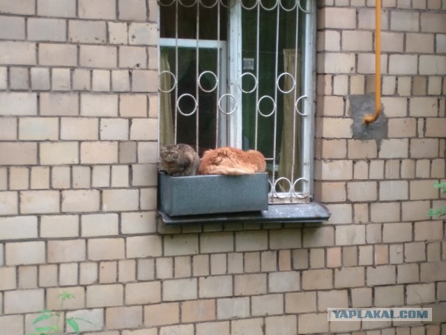 Котовторник   02.06.2015